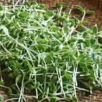 Sunflower sprouts